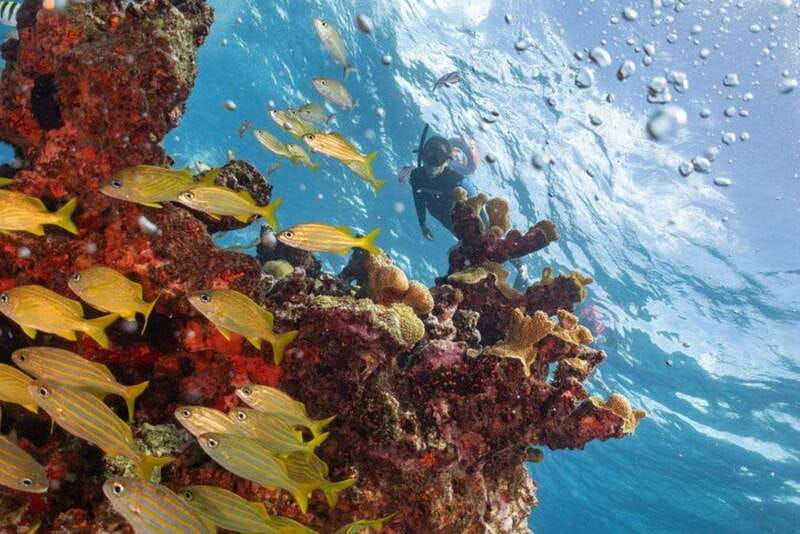 isla-mujeres-snorkel-tour-at-musa-and-manchones-reef
