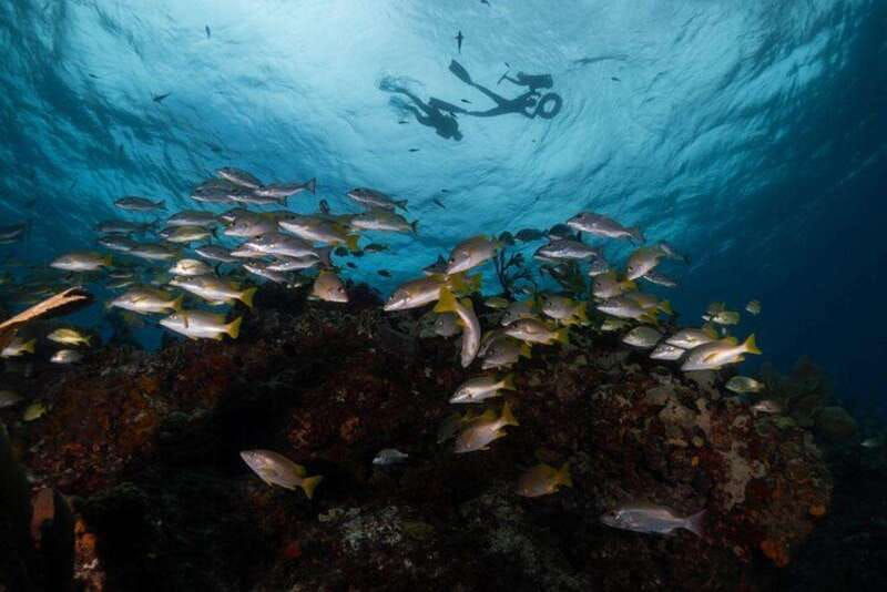 isla-mujeres-snorkel-tour-at-musa-and-manchones-reef