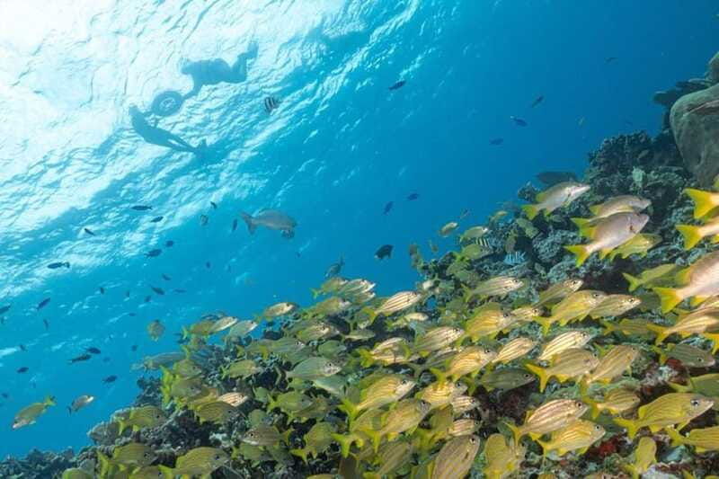 isla-mujeres-snorkel-tour-at-musa-and-manchones-reef