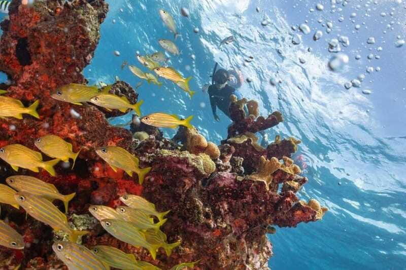 isla-mujeres-snorkel-tour-at-musa-and-manchones-reef