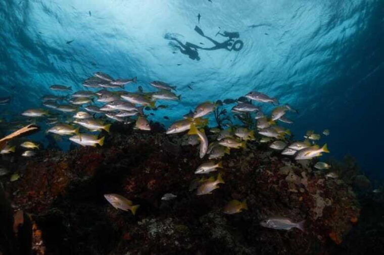isla-mujeres-snorkel-tour-at-musa-and-manchones-reef