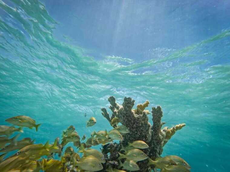 isla-mujeres-snorkeling-in-underwater-museum