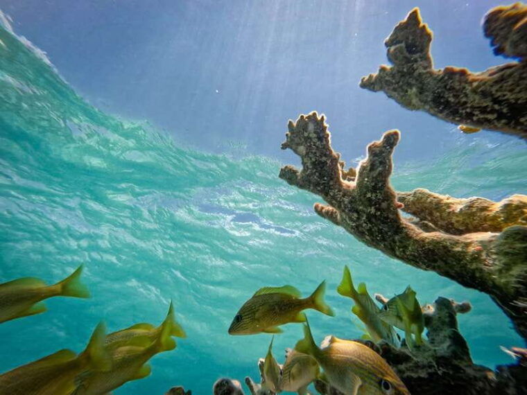 isla-mujeres-snorkeling-in-underwater-museum