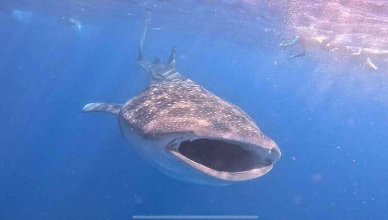 Isla Mujeres - Whale Shark and Manta Ray Snorkeling - Introduction