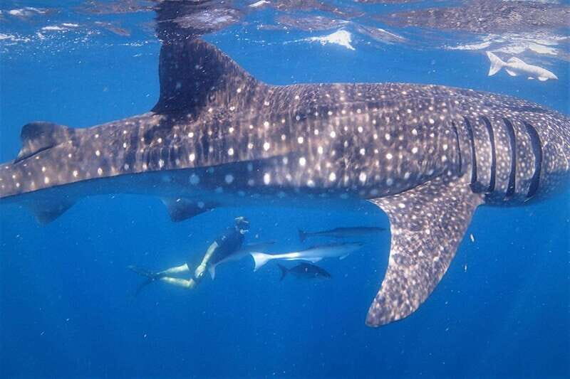 Isla Mujeres - Whale Shark and Manta Ray Snorkeling - Key Points