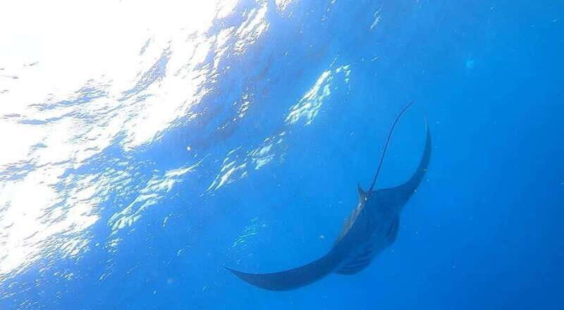 Isla Mujeres - Whale Shark and Manta Ray Snorkeling - What’s Included and What to Know