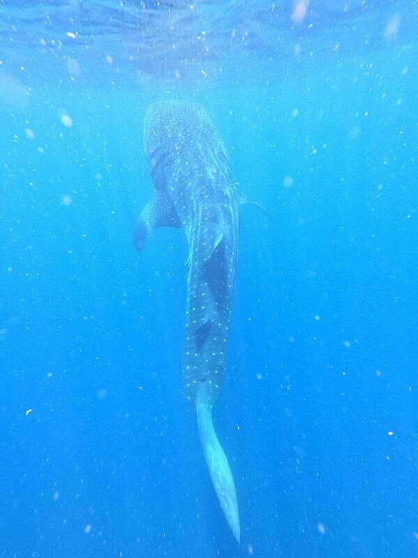 Isla Mujeres - Whale Shark and Manta Ray Snorkeling - Who Should Consider This Tour?