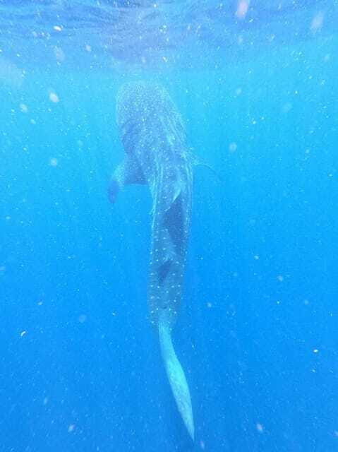 Isla Mujeres - Whale Shark and Manta Ray Snorkeling - FAQ