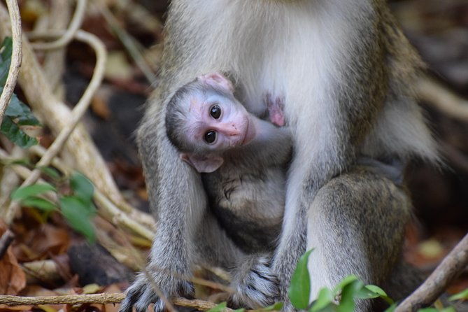 island-adventure-harrisons-cave-monkey-feeding-group-tour-or-private-tour