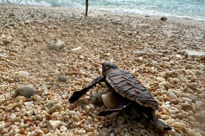 Island Day Tour Santo's Best Snorkeling Marine Sanctuary - Summary: Is It Worth It?