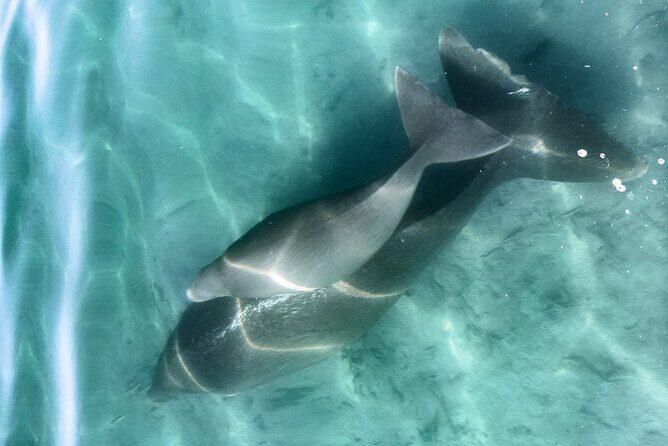 Island Life Adventures | A Day at Dirk - Who Will Love This Tour?