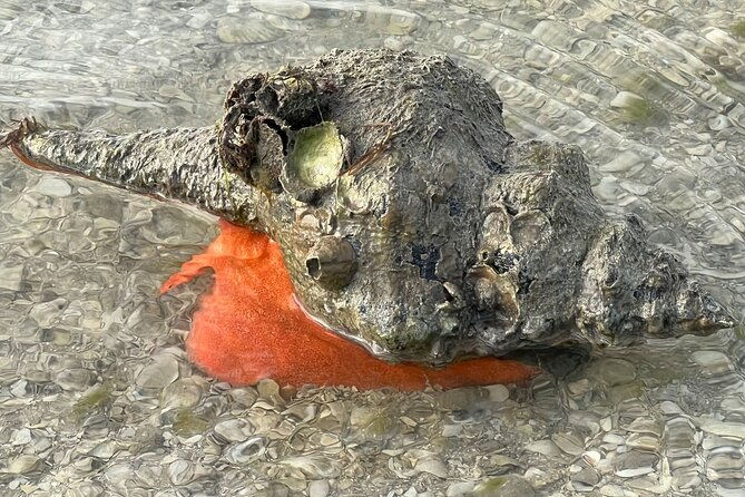 island-paradise-dolphin-shelling-birding-eco-boat-tour-2