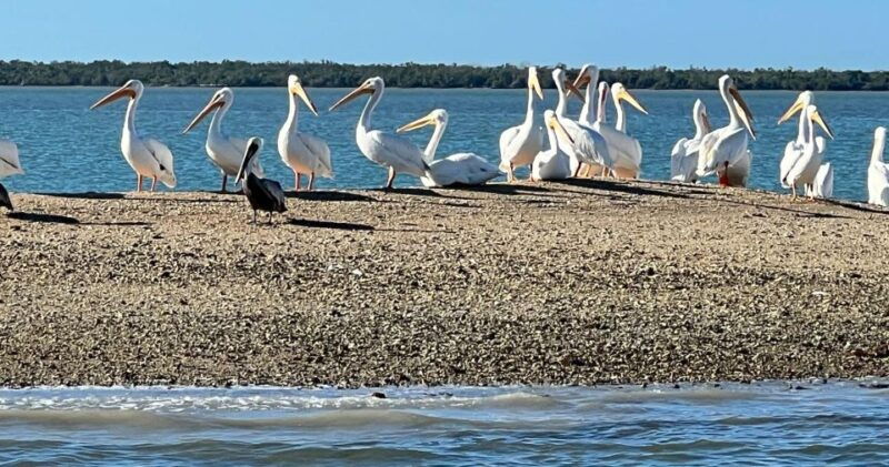 island-paradise-dolphin-shelling-birding-eco-boat-tour-3