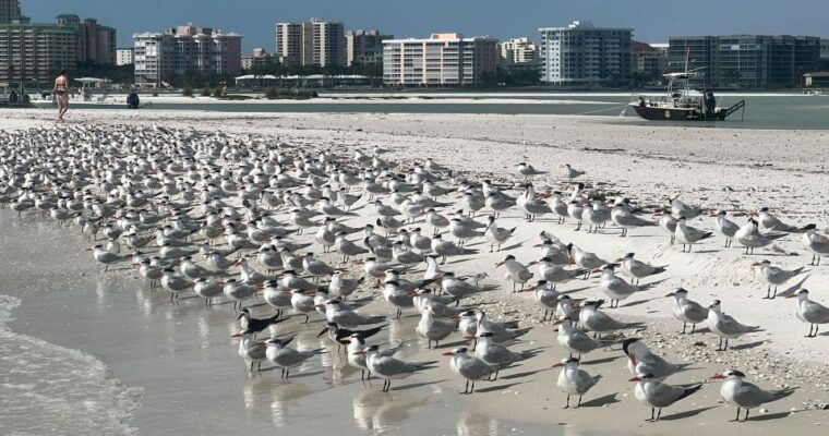 island-paradise-dolphin-shelling-birding-eco-boat-tour-3