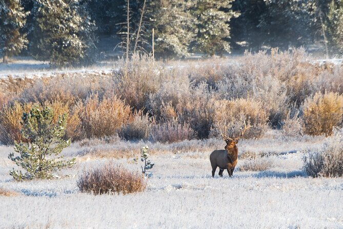 island-park-idaho-waterfalls-and-wildlife