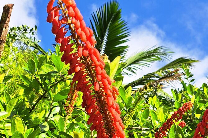 island-tour-food-and-drinks-include