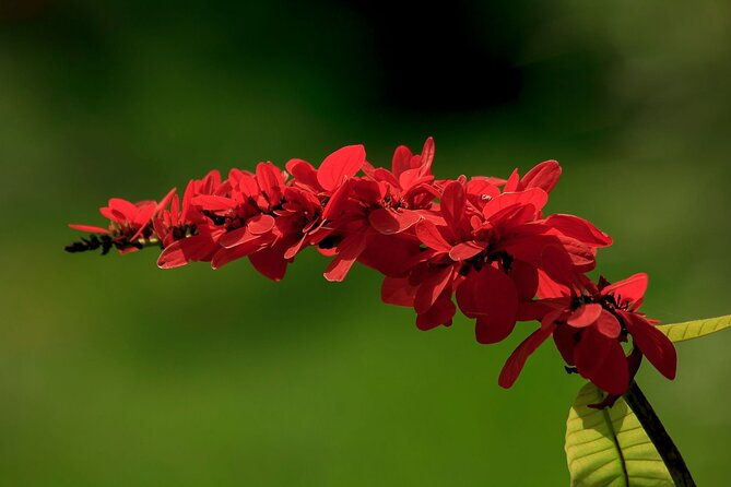 island-tours-of-tobago