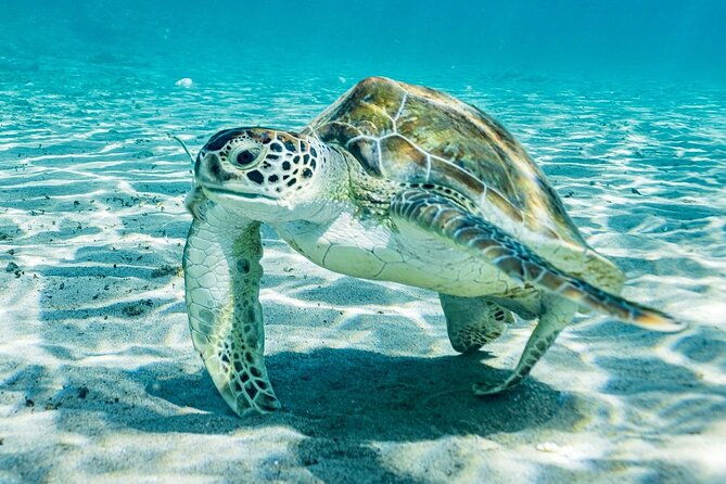 island-treasures-caves-turtles-and-turquoise-beach-break
