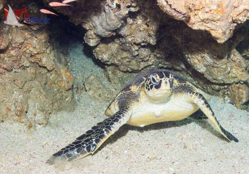 Islas Marietas: El Morro Dive Expedition - Key Points