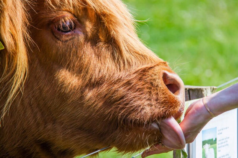 isle-of-arran-exclusive-private-farm-tour-with-the-farmer
