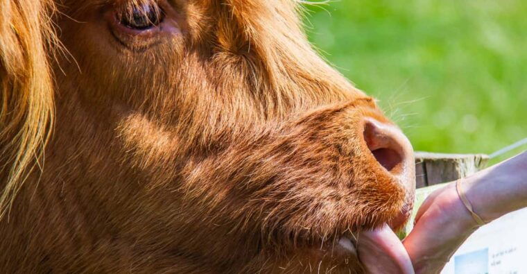 isle-of-arran-exclusive-private-farm-tour-with-the-farmer