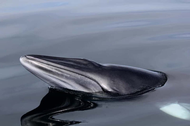 Isle of Mull: Guided Wildlife Watch at Glengorm Castle - Key Points