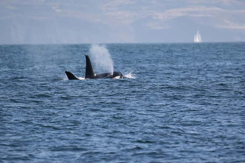 Isle of Mull: Guided Wildlife Watch at Glengorm Castle - The Sum Up