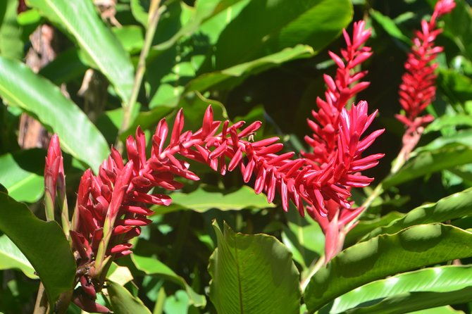 isle-of-spice-adventure-tour