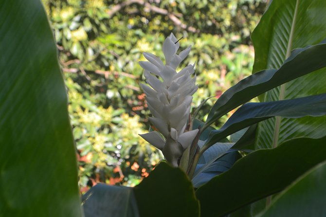 isle-of-spice-adventure-tour