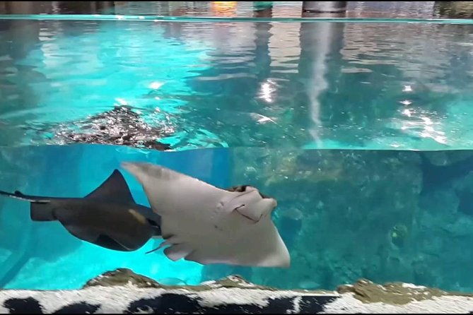 istanbul-aquarium-and-aqua-florya-independent-shopping-trip