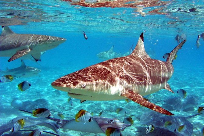 istanbul-aquarium-and-aqua-florya-independent-shopping-trip