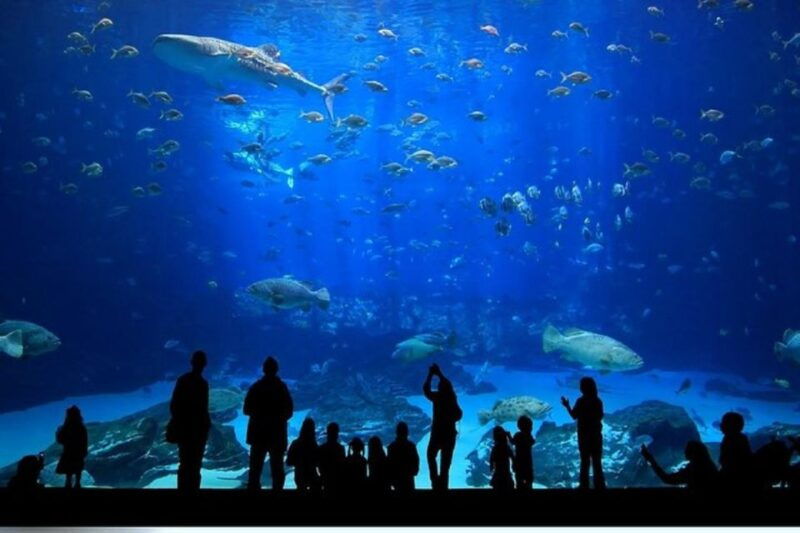 istanbul-aquarium-and-aqua-florya-shopping-mall-tour