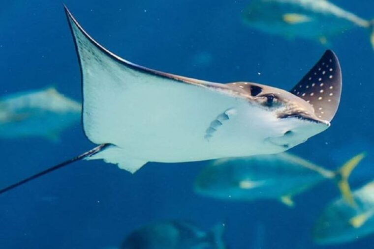 istanbul-aquarium-and-aqua-florya-shopping-mall-tour