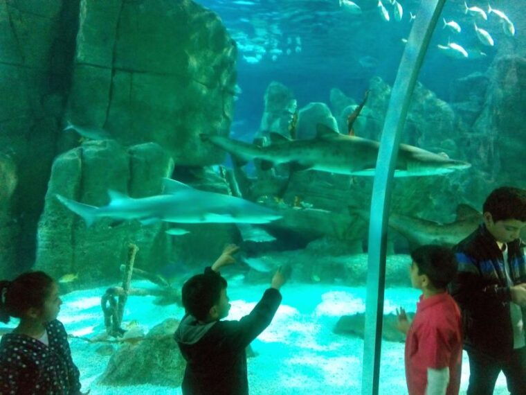 istanbul-aquarium-and-aqua-florya-shopping-mall-tour