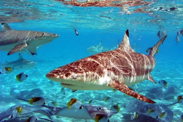 istanbul-aquarium-and-aqua-florya-shopping-mall-tour