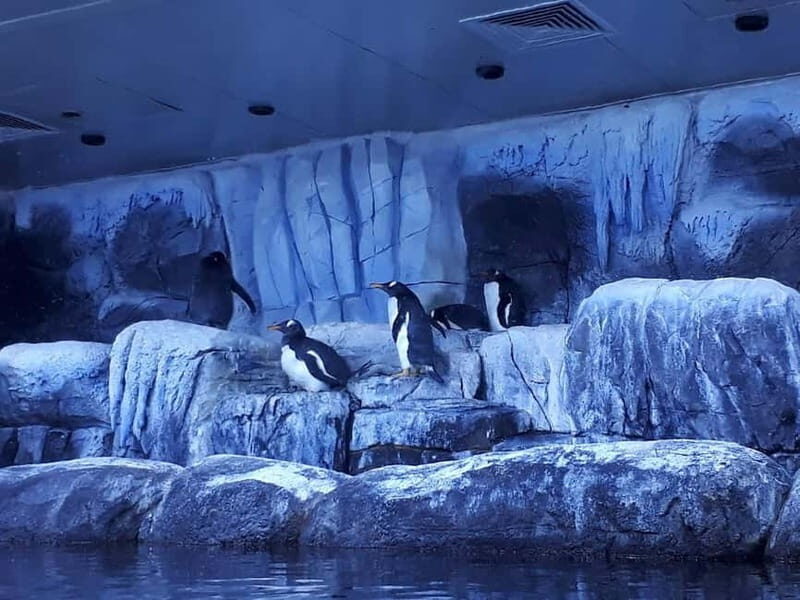 Istanbul: Aquarium Ticket and Round Trip Shuttle from Taksim - Key Points