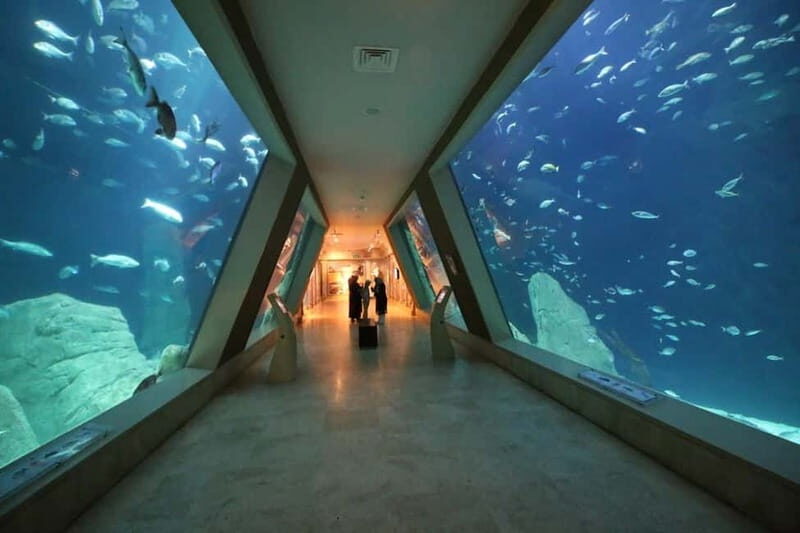 Istanbul: Aquarium Ticket and Round Trip Shuttle from Taksim - What to Expect from the Istanbul Aquarium Tour