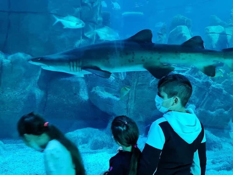 Istanbul: Aquarium Ticket with Shuttle Bus from Sultanahmet - Summing Up