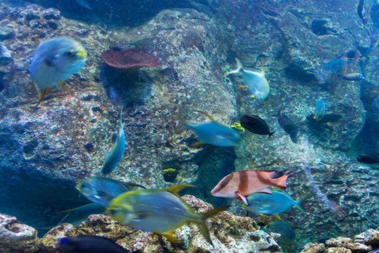 istanbul-aquarium-ticket-with-shuttle-bus-from-sultanahmet