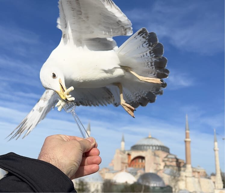 Istanbul: Private City Tour with pick up & drop off - Practical Details and What You’ll Get