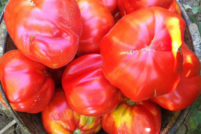 italian-cooking-lesson-and-lunch-in-an-abruzzo-farmhouse