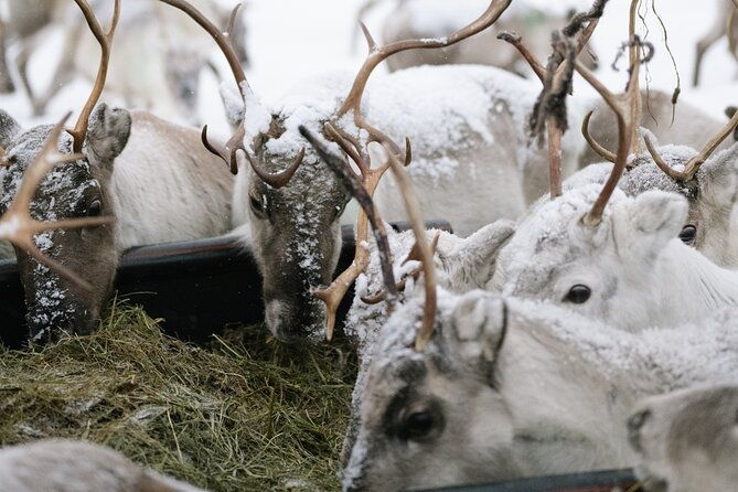 ivalo-a-day-in-the-life-of-reindeer-herders