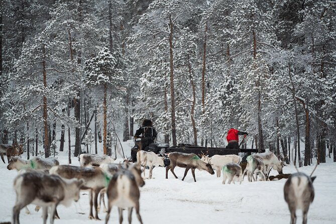 ivalo-a-day-in-the-life-of-reindeer-herders