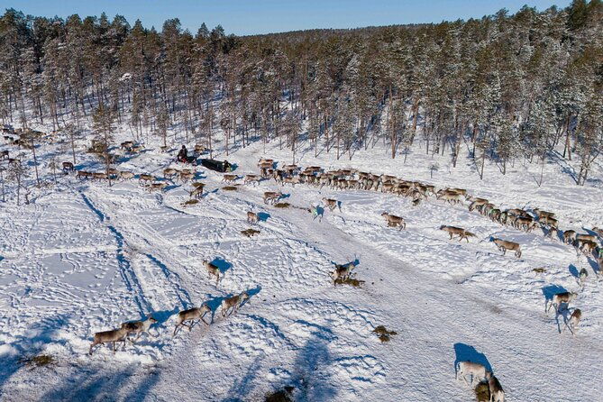 ivalo-a-day-in-the-life-of-reindeer-herders