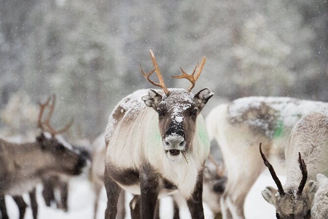 ivalo-aurora-hunting-with-reindeer