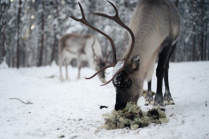 ivalo-aurora-hunting-with-reindeer