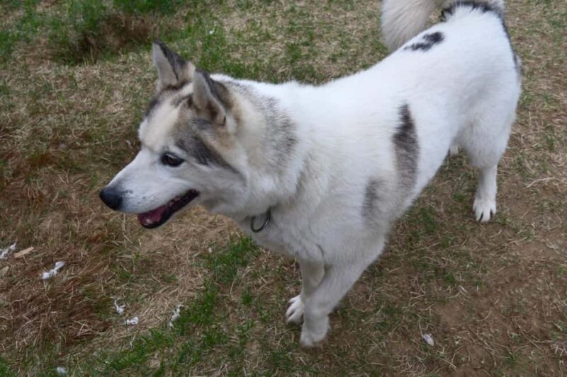Ivalo: Evening Tea with Huskies and Farm Visit - Key Points