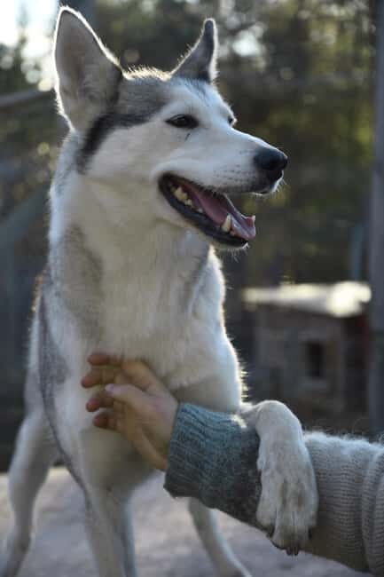 Ivalo: Evening Tea with Huskies and Farm Visit - An Overview of the Experience