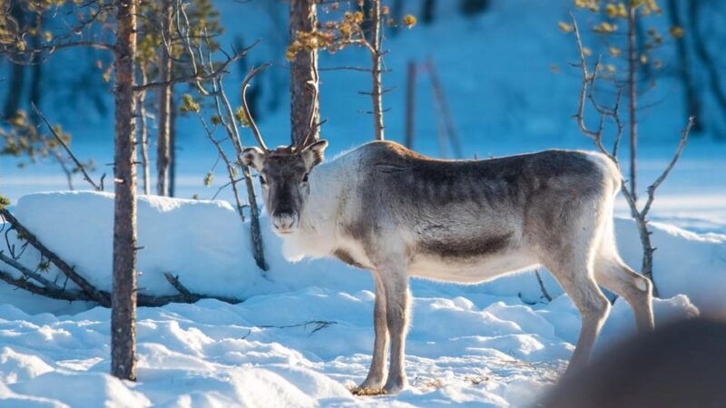 ivalo-northern-lights-and-reindeer-farm-experience
