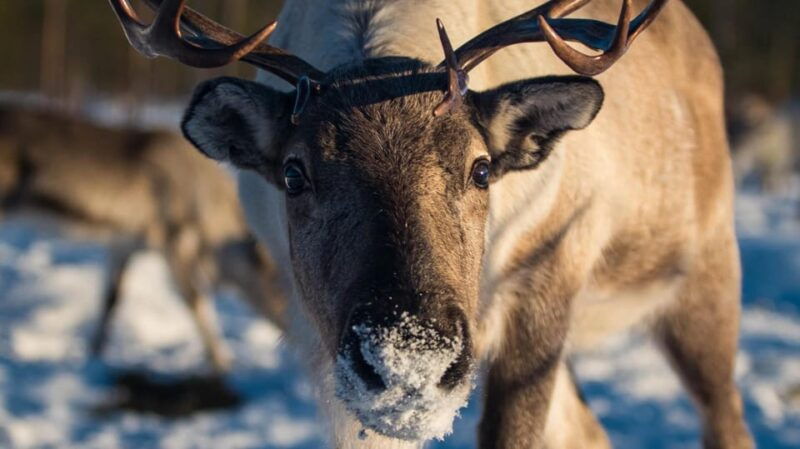 ivalo-northern-lights-and-reindeer-farm-experience